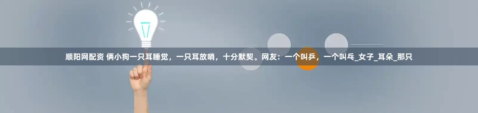 顺阳网配资 俩小狗一只耳睡觉，一只耳放哨，十分默契。网友：一个叫乒，一个叫乓_女子_耳朵_那只